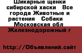 Шикарные щенки сибирской хаски - Все города Животные и растения » Собаки   . Московская обл.,Железнодорожный г.
